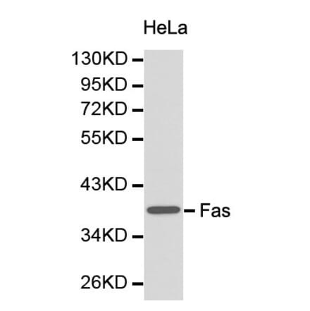 Anti-CD95/FAS Antibody from Bioworld Technology (BS6430) - Antibodies.com