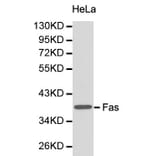Anti-CD95/FAS Antibody from Bioworld Technology (BS6430) - Antibodies.com