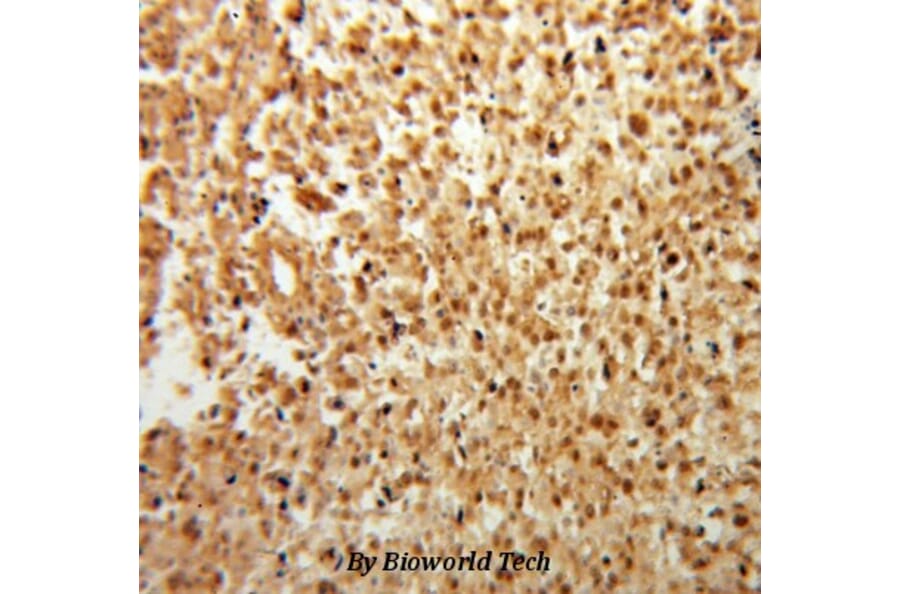 Anti-FGF Basic (FGF2) Antibody from Bioworld Technology (BS6432) - Antibodies.com