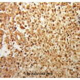 Anti-FGF Basic (FGF2) Antibody from Bioworld Technology (BS6432) - Antibodies.com