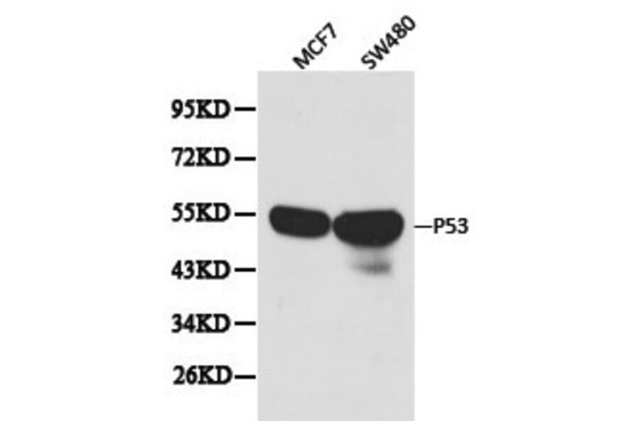 Anti-p53 Antibody from Bioworld Technology (BS6437) - Antibodies.com