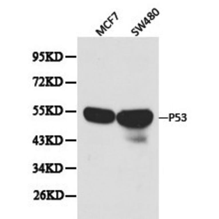 Anti-p53 Antibody from Bioworld Technology (BS6437) - Antibodies.com