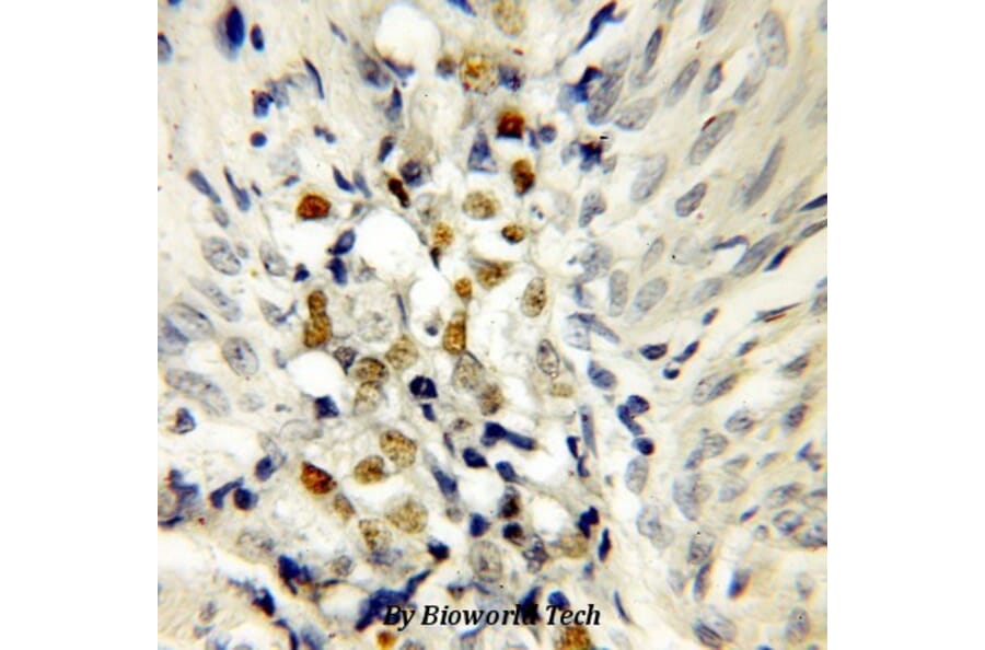 Anti-p53 Antibody from Bioworld Technology (BS6437) - Antibodies.com