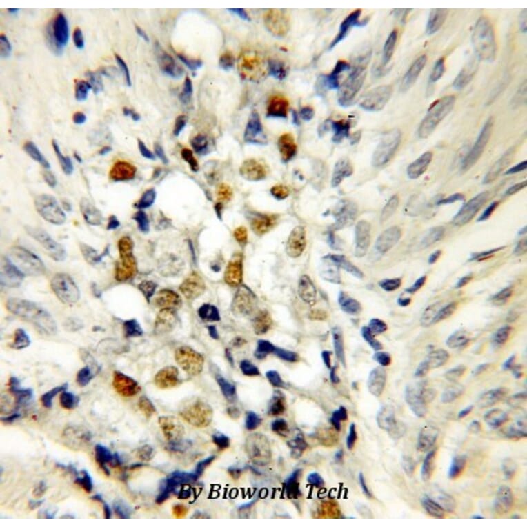 Anti-p53 Antibody from Bioworld Technology (BS6437) - Antibodies.com