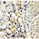 Anti-p53 Antibody from Bioworld Technology (BS6437) - Antibodies.com