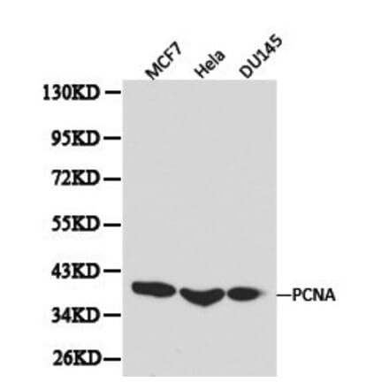 Anti-PCNA Antibody from Bioworld Technology (BS6438) - Antibodies.com
