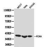 Anti-PCNA Antibody from Bioworld Technology (BS6438) - Antibodies.com