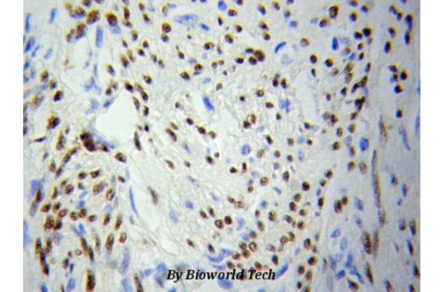 Anti-PCNA Antibody from Bioworld Technology (BS6438) - Antibodies.com