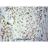 Anti-PCNA Antibody from Bioworld Technology (BS6438) - Antibodies.com