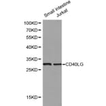 Anti-CD40 Ligand Antibody from Bioworld Technology (BS6439) - Antibodies.com