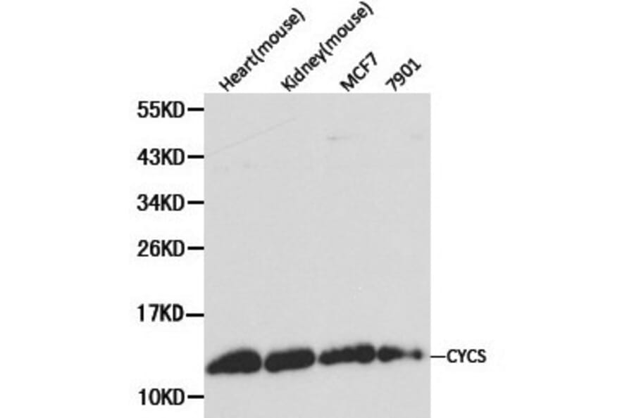 Anti-Cytochrome c Antibody from Bioworld Technology (BS6440) - Antibodies.com