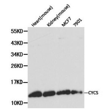 Anti-Cytochrome c Antibody from Bioworld Technology (BS6440) - Antibodies.com