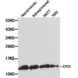 Anti-Cytochrome c Antibody from Bioworld Technology (BS6440) - Antibodies.com