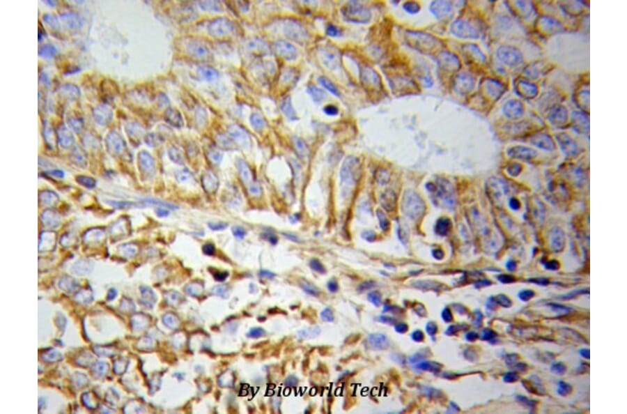 Anti-Cytochrome c Antibody from Bioworld Technology (BS6440) - Antibodies.com