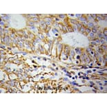 Anti-Cytochrome c Antibody from Bioworld Technology (BS6440) - Antibodies.com