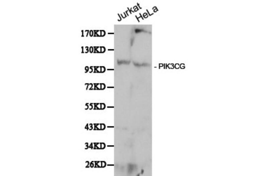 Anti-PI3K p110γ(PIK3CG) Antibody from Bioworld Technology (BS6441) - Antibodies.com