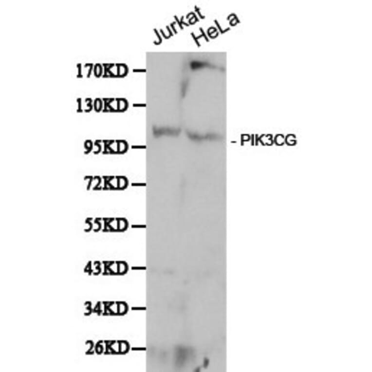 Anti-PI3K p110γ(PIK3CG) Antibody from Bioworld Technology (BS6441) - Antibodies.com