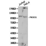 Anti-PI3K p110γ(PIK3CG) Antibody from Bioworld Technology (BS6441) - Antibodies.com