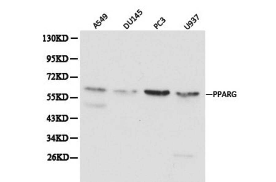Anti-PPARγ Antibody from Bioworld Technology (BS6442) - Antibodies.com