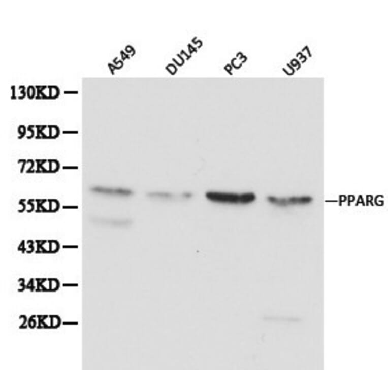 Anti-PPARγ Antibody from Bioworld Technology (BS6442) - Antibodies.com