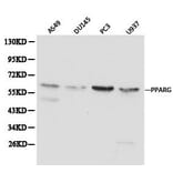 Anti-PPARγ Antibody from Bioworld Technology (BS6442) - Antibodies.com