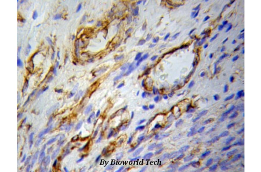 Anti-PPARγ Antibody from Bioworld Technology (BS6442) - Antibodies.com