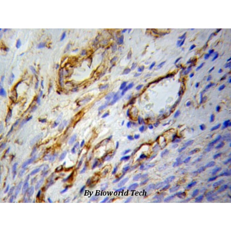 Anti-PPARγ Antibody from Bioworld Technology (BS6442) - Antibodies.com