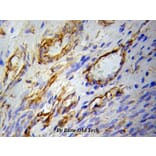 Anti-PPARγ Antibody from Bioworld Technology (BS6442) - Antibodies.com