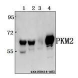 Anti-PKM2 Antibody from Bioworld Technology (BS6443) - Antibodies.com