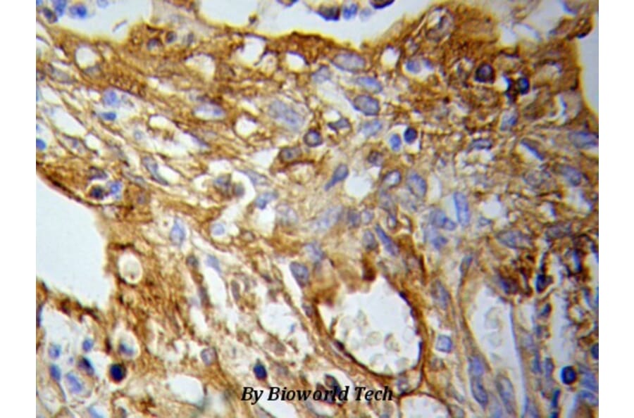 Anti-PKM2 Antibody from Bioworld Technology (BS6443) - Antibodies.com