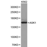 Anti-ASK1 Antibody from Bioworld Technology (BS6445) - Antibodies.com