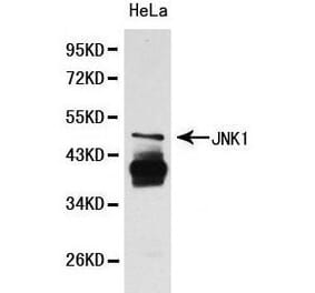 Anti-JNK1 Antibody from Bioworld Technology (BS6448) - Antibodies.com