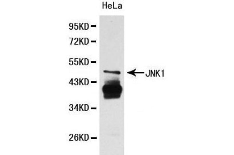 Anti-JNK1 Antibody from Bioworld Technology (BS6448) - Antibodies.com