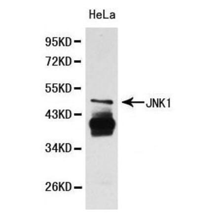 Anti-JNK1 Antibody from Bioworld Technology (BS6448) - Antibodies.com