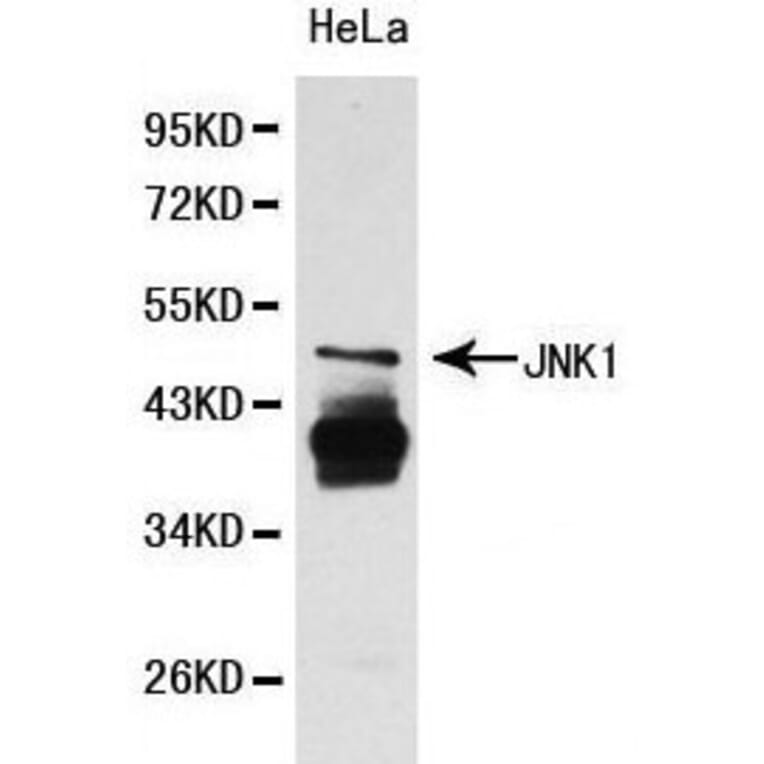 Anti-JNK1 Antibody from Bioworld Technology (BS6448) - Antibodies.com