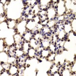 Anti-BHLHB2 Antibody from Bioworld Technology (BS6451) - Antibodies.com