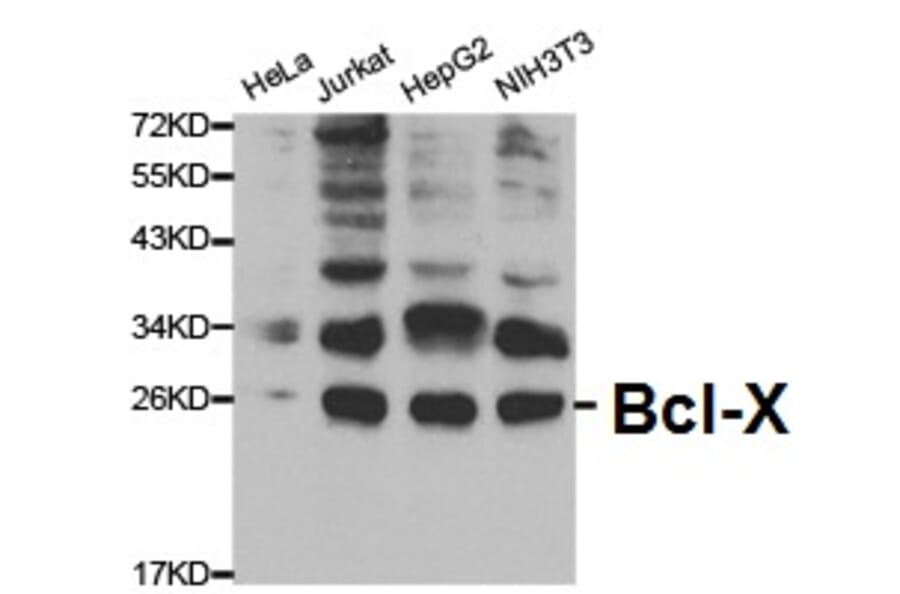 Anti-Bcl-X Antibody from Bioworld Technology (BS6453) - Antibodies.com