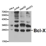 Anti-Bcl-X Antibody from Bioworld Technology (BS6453) - Antibodies.com