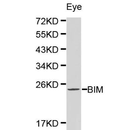 Anti-Bim Antibody from Bioworld Technology (BS6459) - Antibodies.com