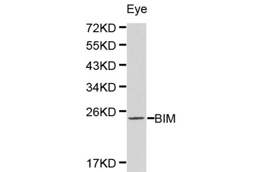 Anti-Bim Antibody from Bioworld Technology (BS6459) - Antibodies.com