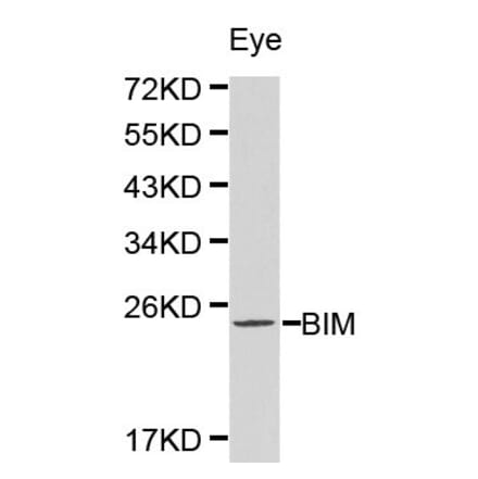 Anti-Bim Antibody from Bioworld Technology (BS6459) - Antibodies.com