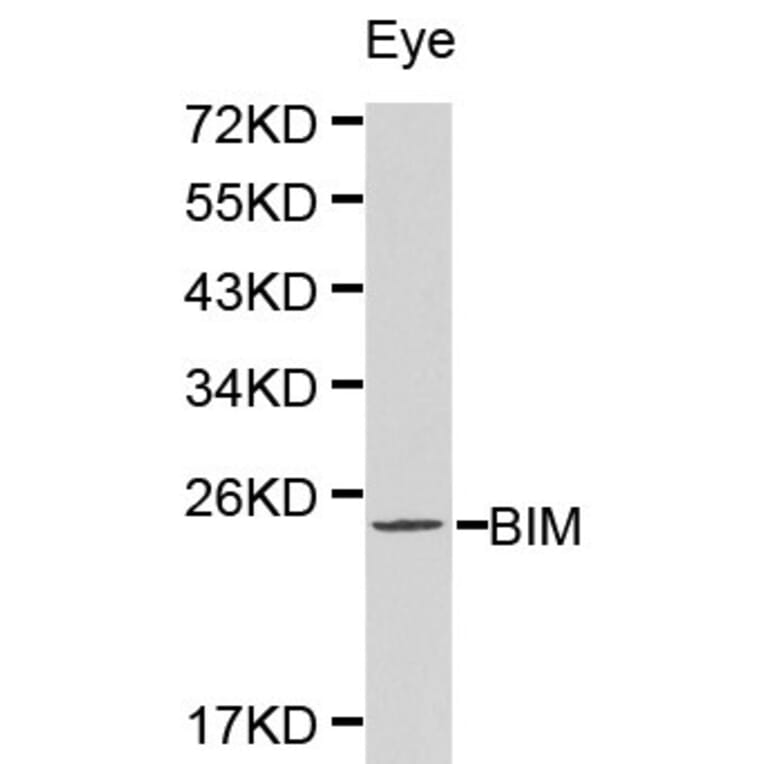 Anti-Bim Antibody from Bioworld Technology (BS6459) - Antibodies.com