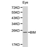 Anti-Bim Antibody from Bioworld Technology (BS6459) - Antibodies.com
