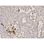 Anti-GFAP Antibody from Bioworld Technology (BS6460) - Antibodies.com