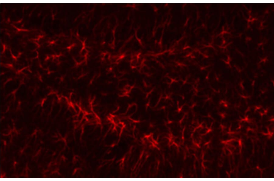 Anti-GFAP Antibody from Bioworld Technology (BS6460) - Antibodies.com
