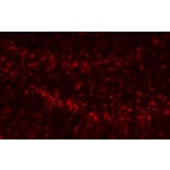 Anti-GFAP Antibody from Bioworld Technology (BS6460) - Antibodies.com