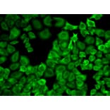 Anti-HSP90α Antibody from Bioworld Technology (BS6461) - Antibodies.com