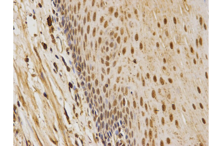 Anti-CDK4 Antibody from Bioworld Technology (BS6462) - Antibodies.com