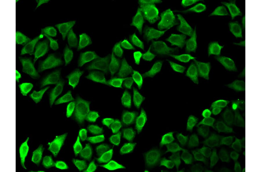 Anti-Raf-1 Antibody from Bioworld Technology (BS6463) - Antibodies.com