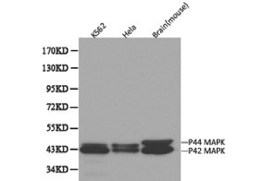 Anti-ERK1 Antibody from Bioworld Technology (BS6464) - Antibodies.com
